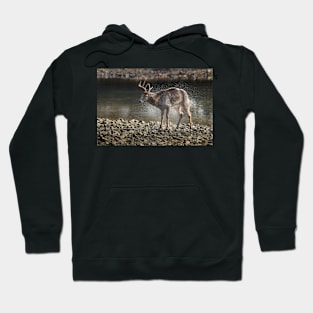 Wild life design Hoodie